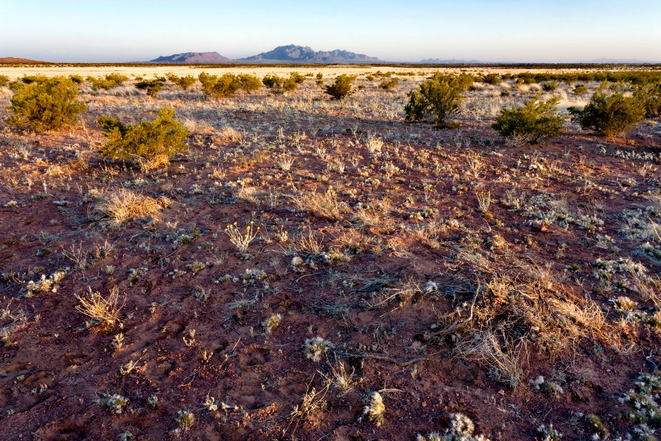 Near Starvation Draw