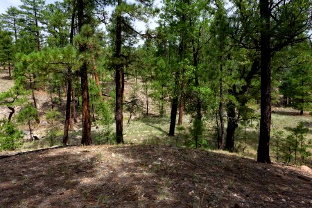 Near Sawmill Canyon