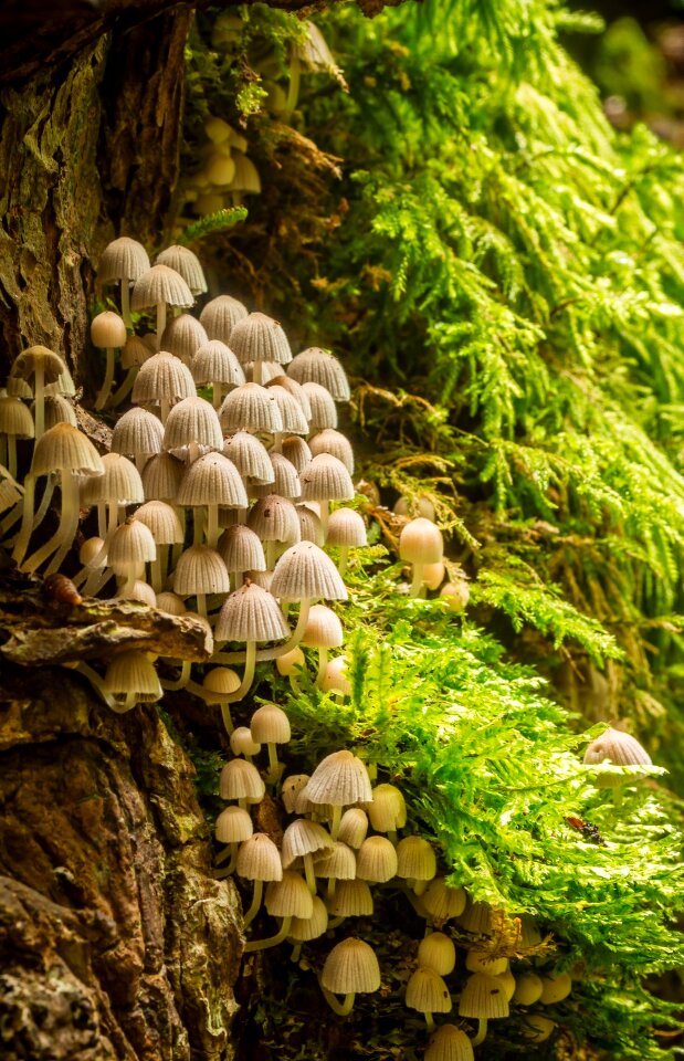 Small many moss
