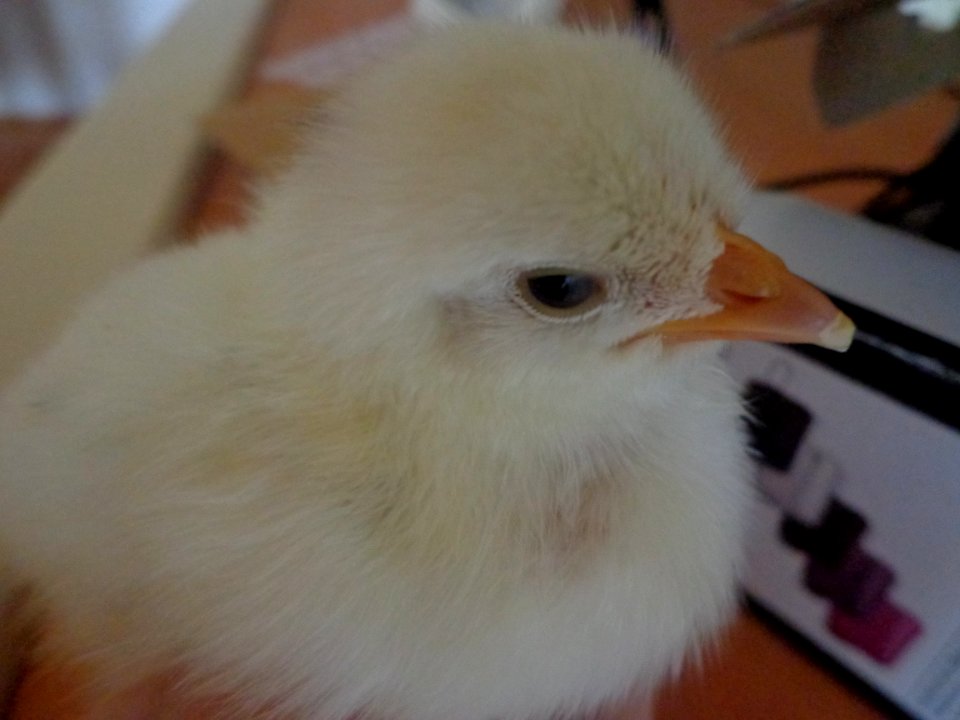 Chick