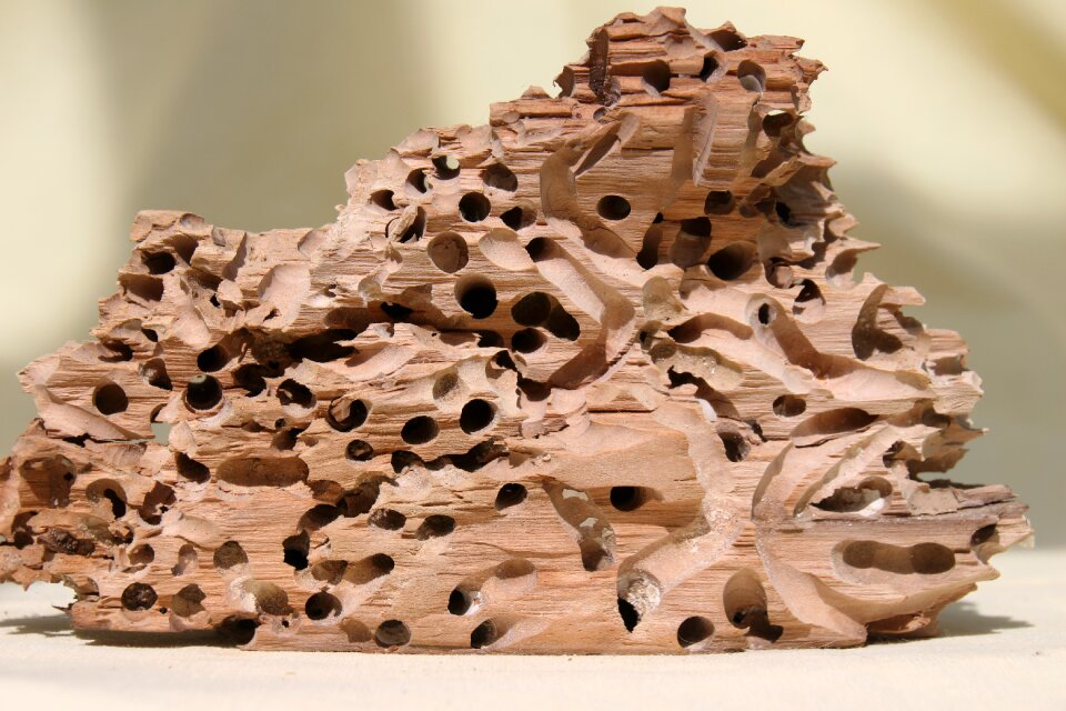 Schiffsbohrwurm flotsam drift wood