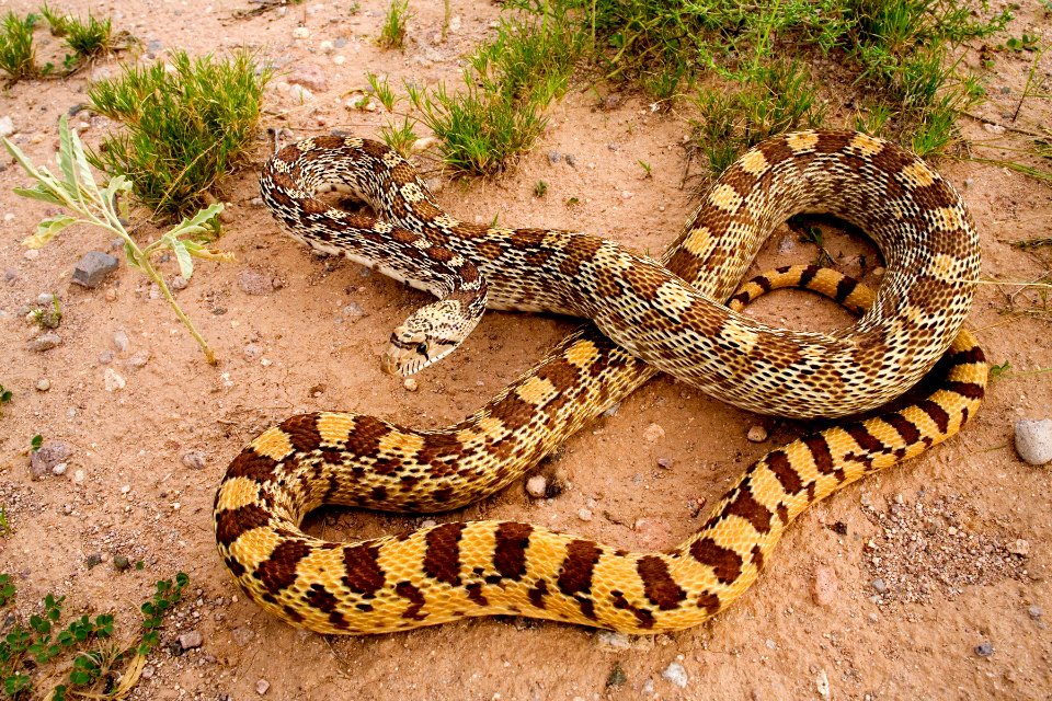 Pituophis catenifer affinis