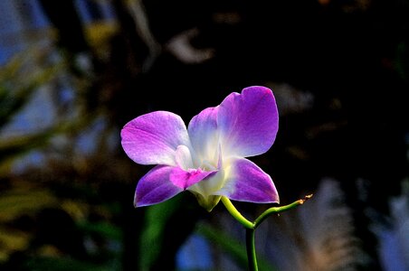Violet wild spring