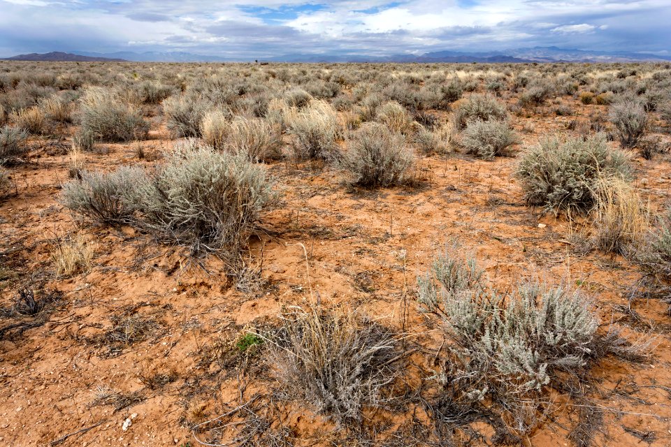 Northern Jornada Plain