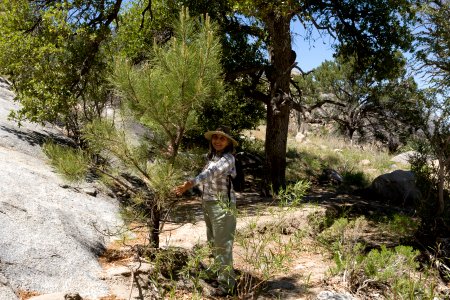Pinus ponderosa with Jeanne Tenorio