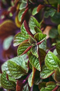 Flowers houseplants leaf