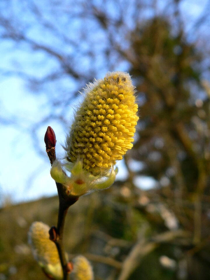 Yellow plant park