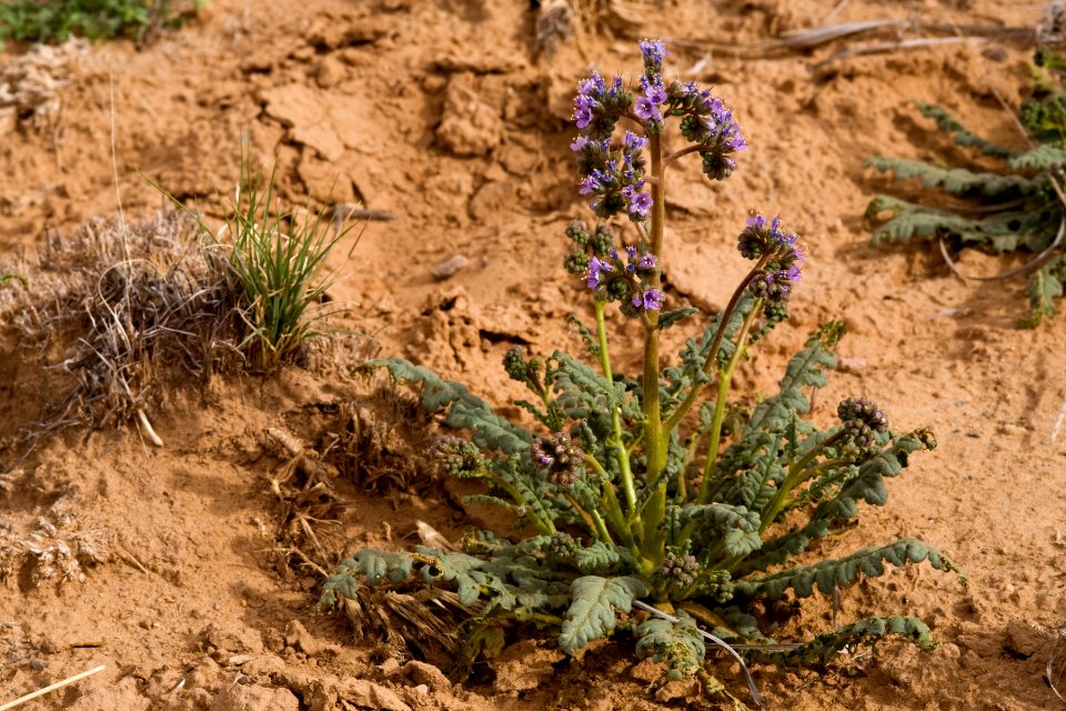 Phacelia crenulata