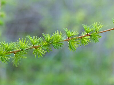 Green spring nature