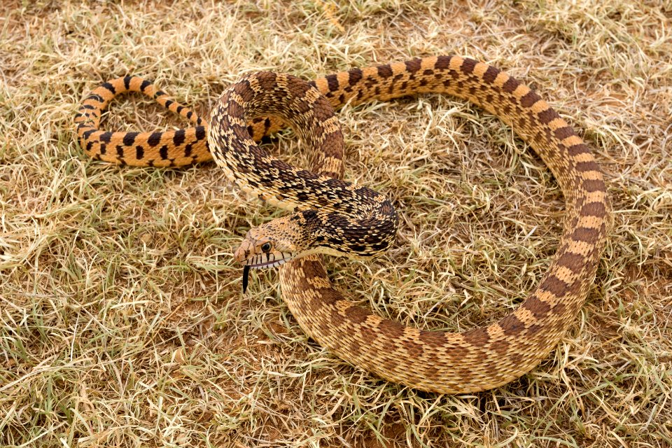 Pituophis catenifer sayi