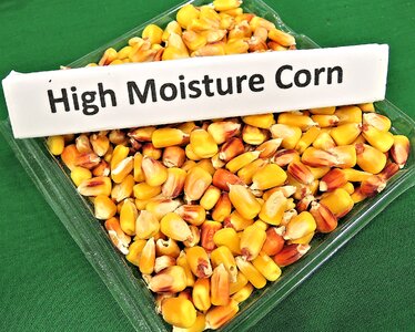 Animal feed grain high yield