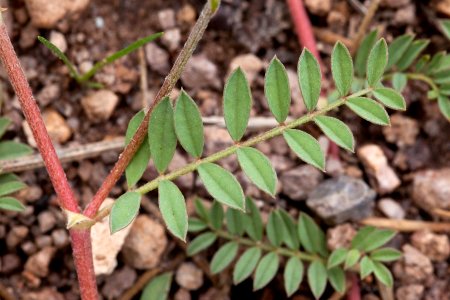 Astragalus humistratus var. humistratus