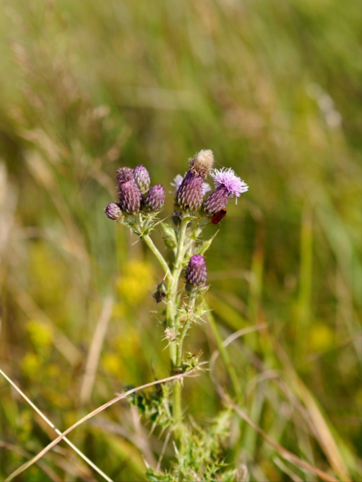 Thistles