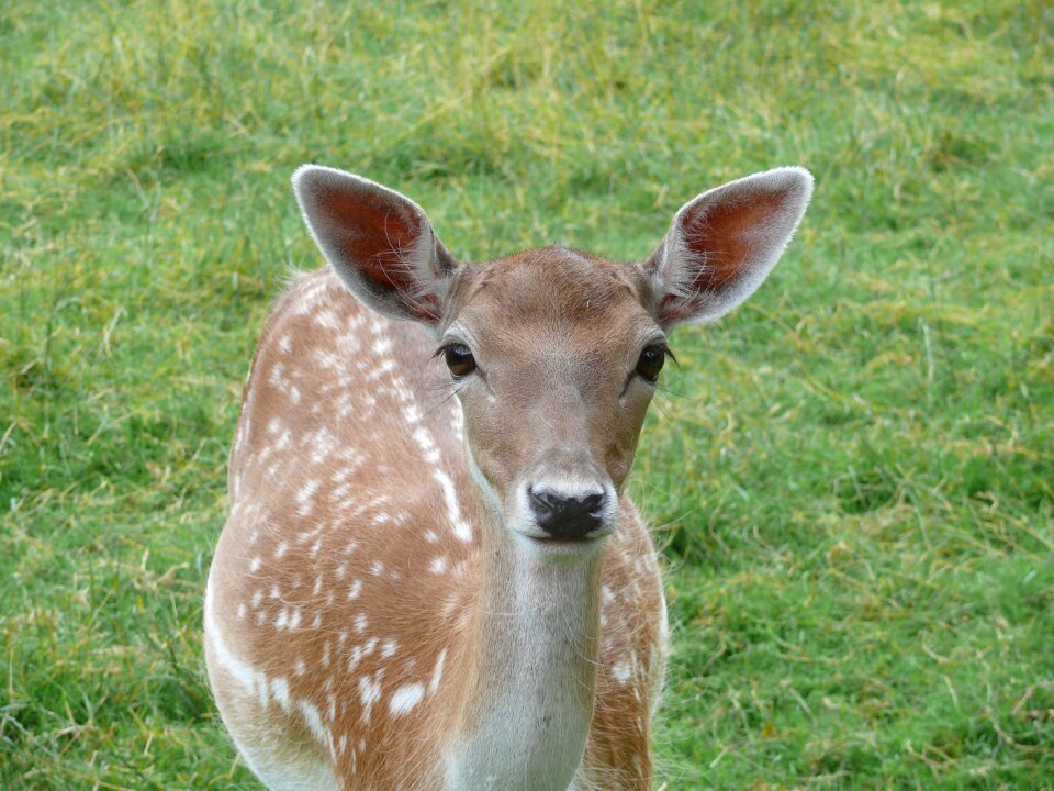 Deer nature animals