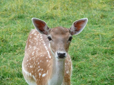 Deer nature animals