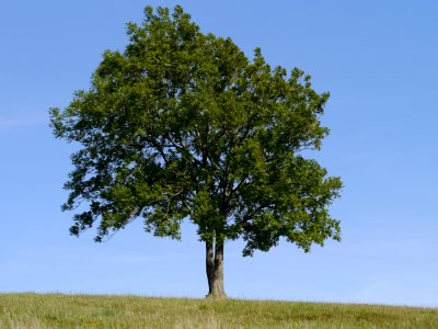 Lone tree photo