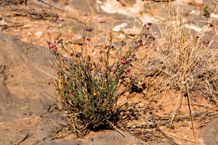 Thamnosma texana