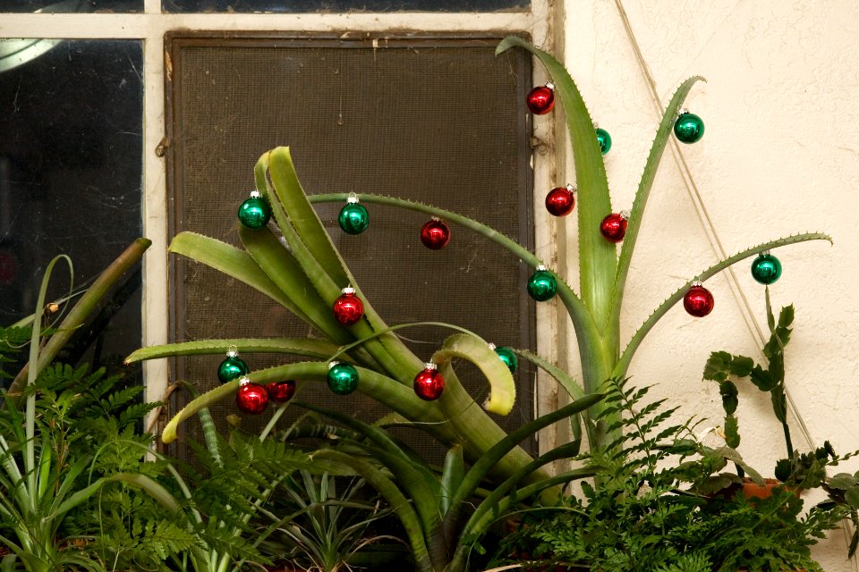 Christmas bromeliad