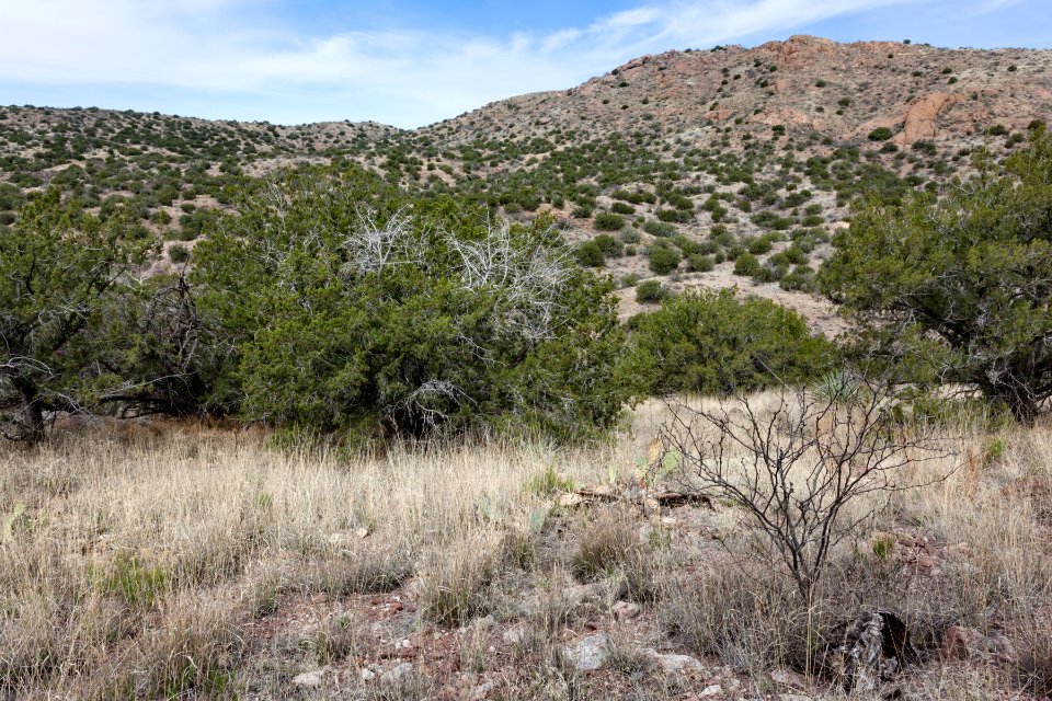 Guadalupe Canyon