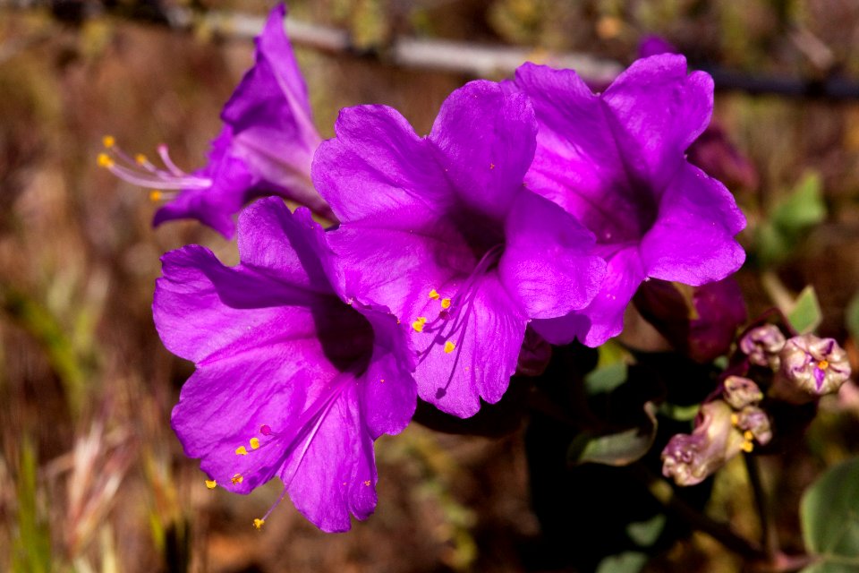 Mirabilis multiflora