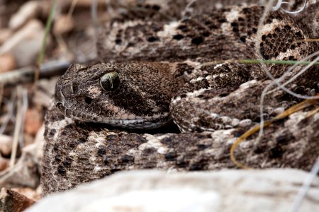 Crotalus atrox