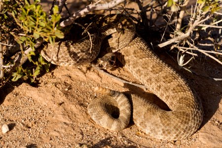 Crotalus viridis