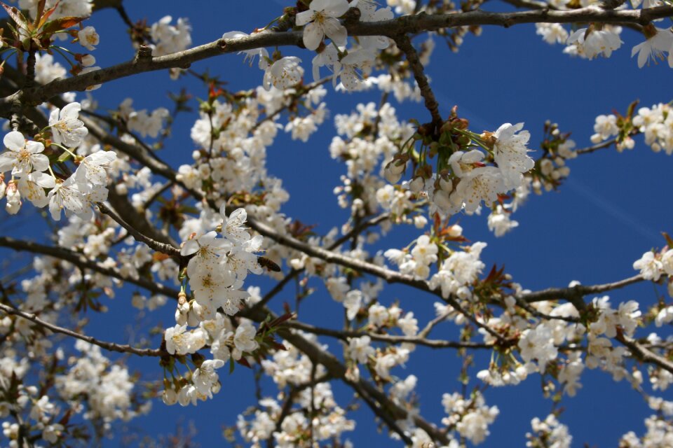 Sky spring tree