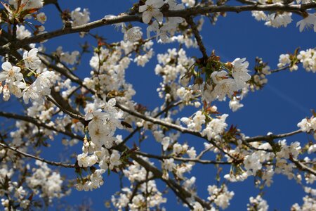 Sky spring tree