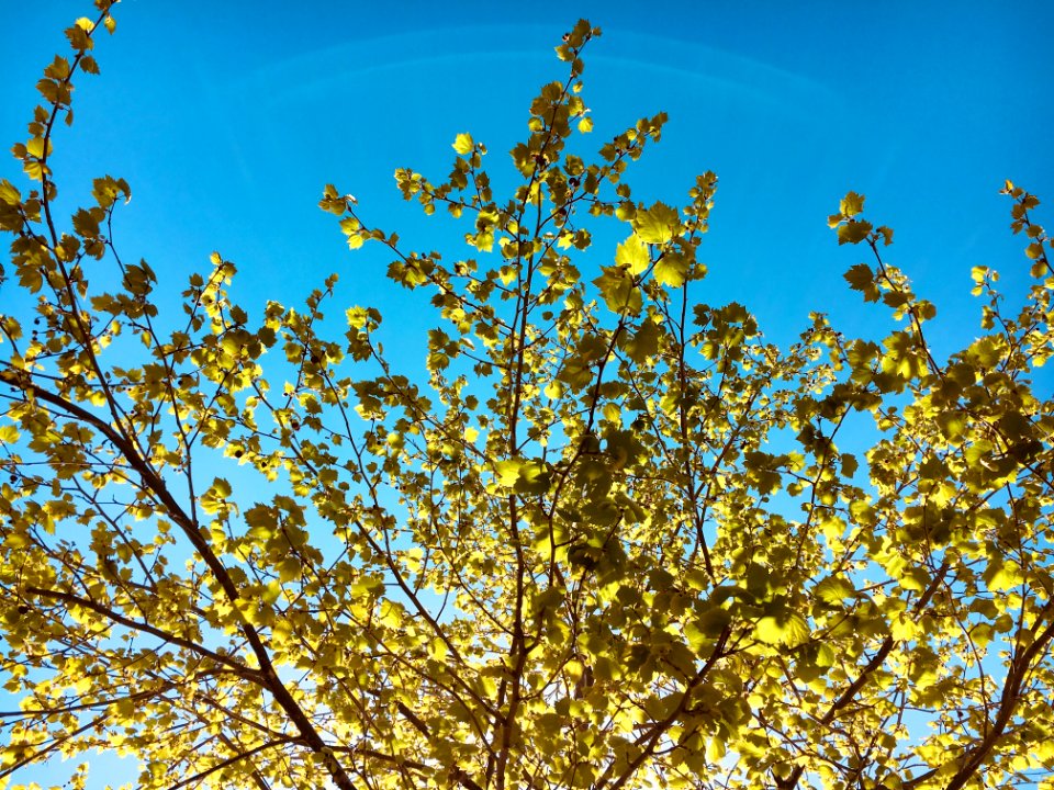 Golden leaves with lense-lines