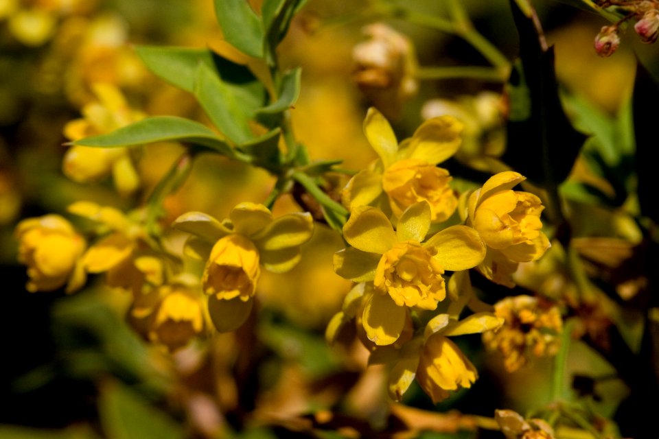 Berberis haematocarpa