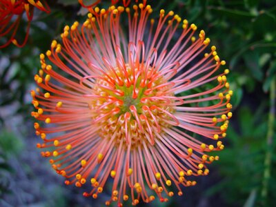 Floral exotic blooming