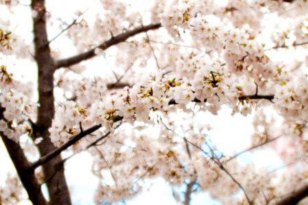 CherryBlossomDC2019-513.jpg