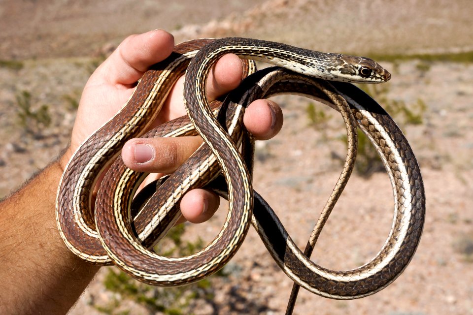 Coluber taeniatus