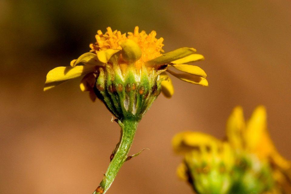 Thymophylla aurea var. polychaeta