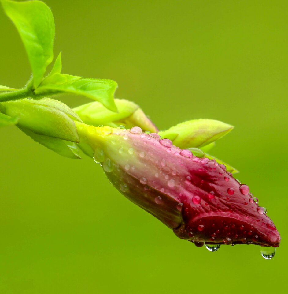 Blossom bloom botany