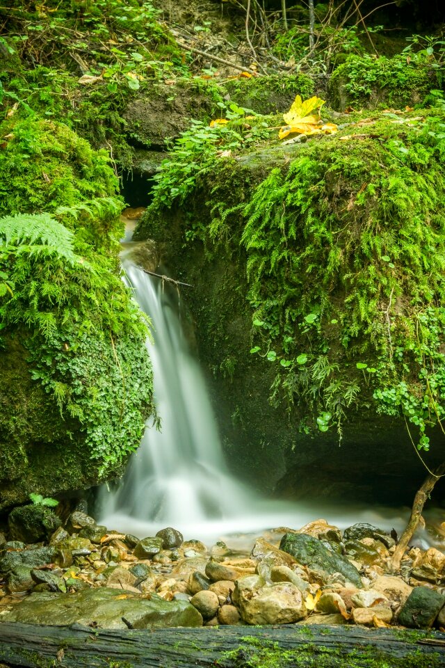 Nature waters forest