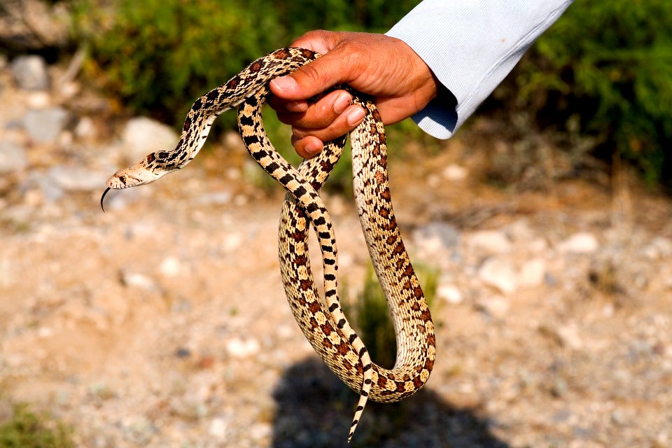 Pituophis catenifer