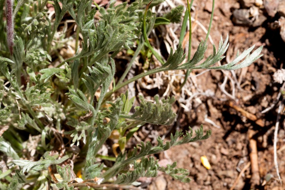 Artemisia borealis