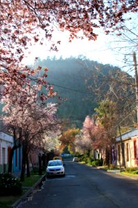 Mi calle en primavera (sin edición)