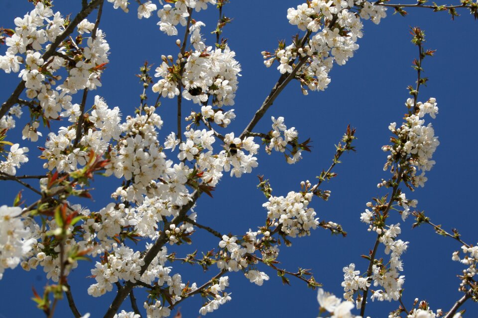 Sky spring tree