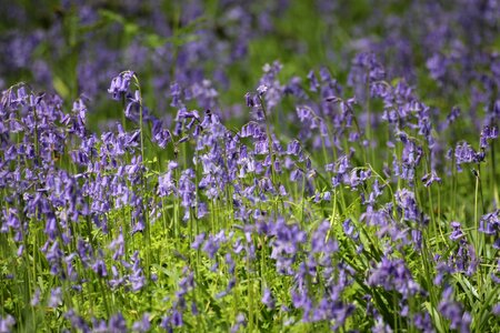 Flower blue woodland