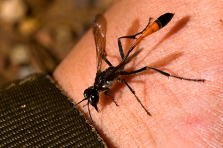 Ammophila