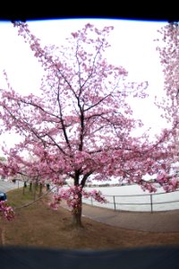 CherryBlossomDC2019-42.jpg