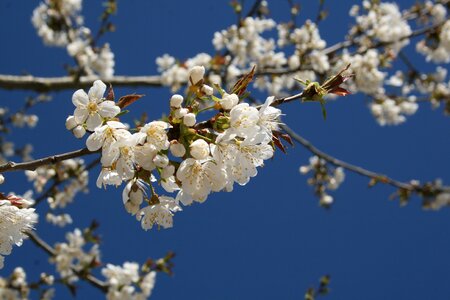 Sky spring tree