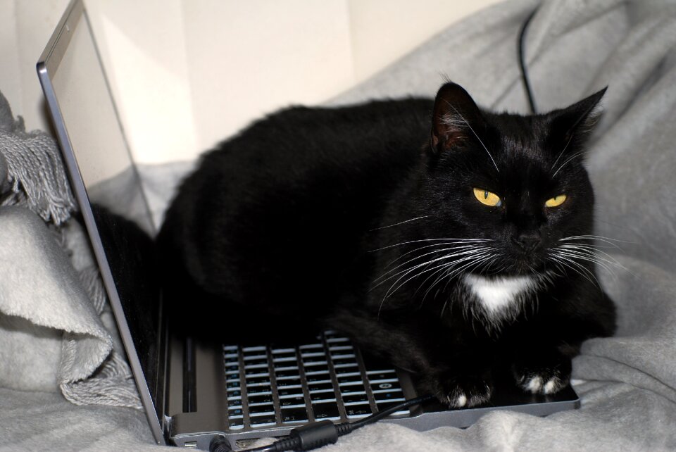 Computer black and white black and white cat