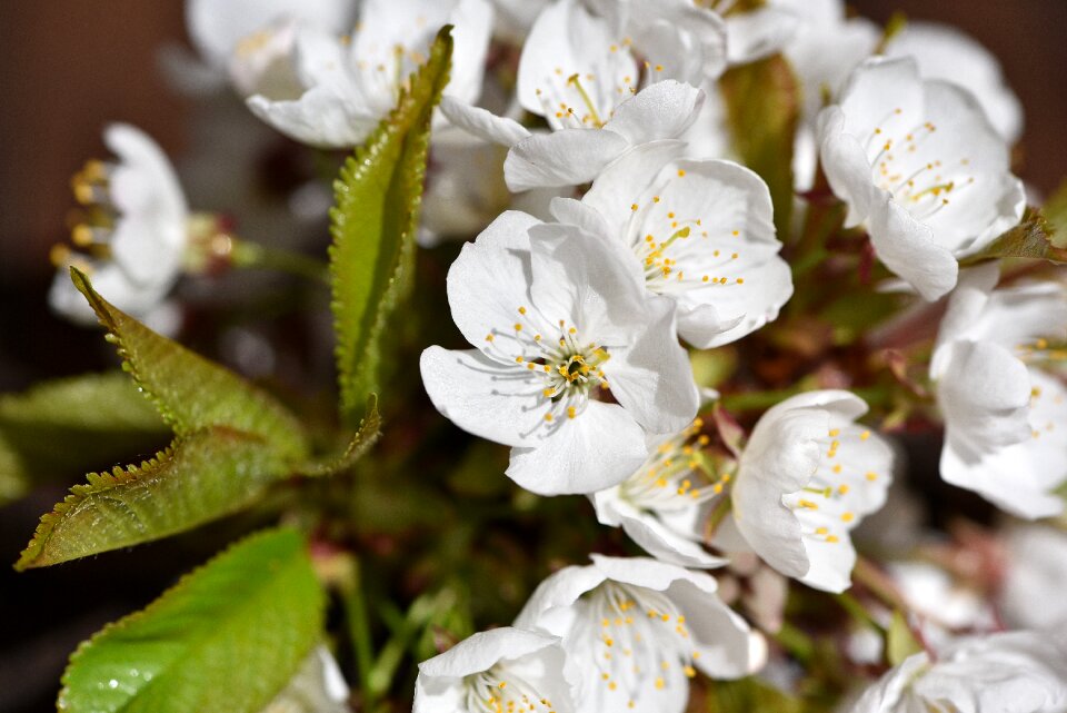 White spring close up