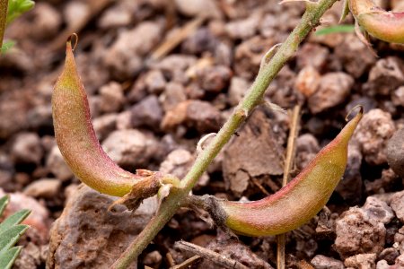 Astragalus humistratus var. humistratus