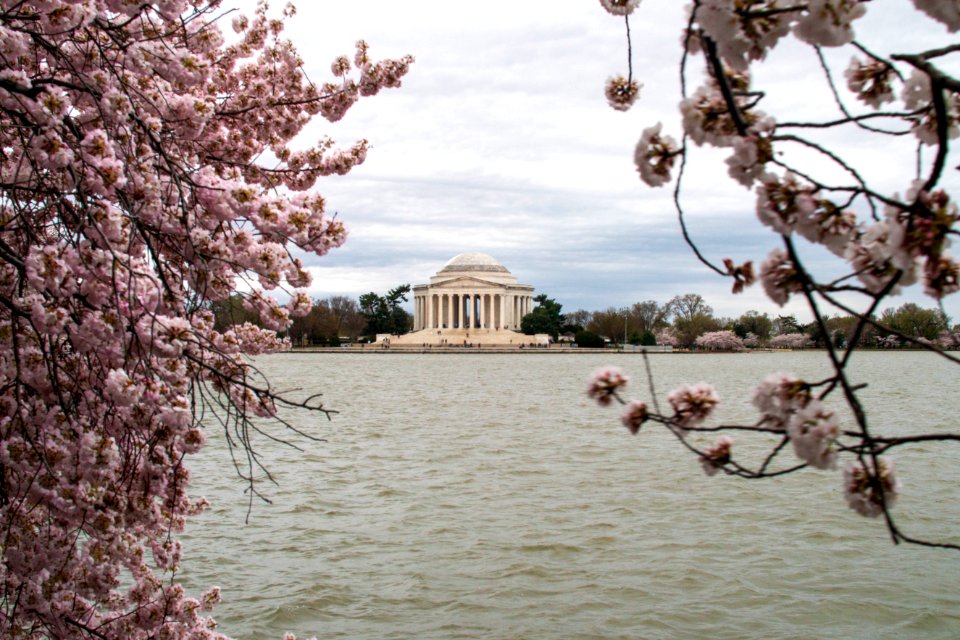 CherryBlossomDC2019-38.jpg