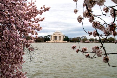 CherryBlossomDC2019-38.jpg
