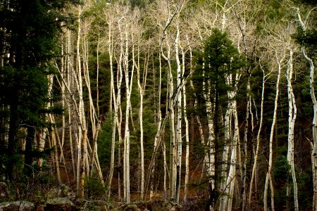 Aspen at Clear Creek